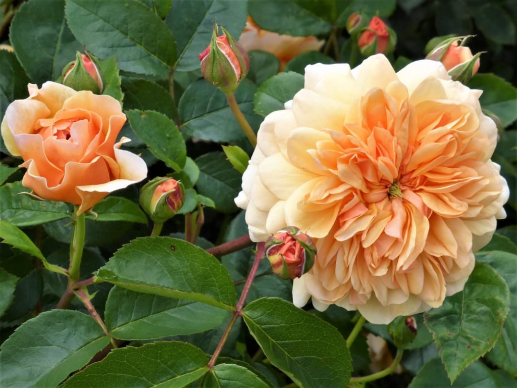 Tess Paterson - English rose