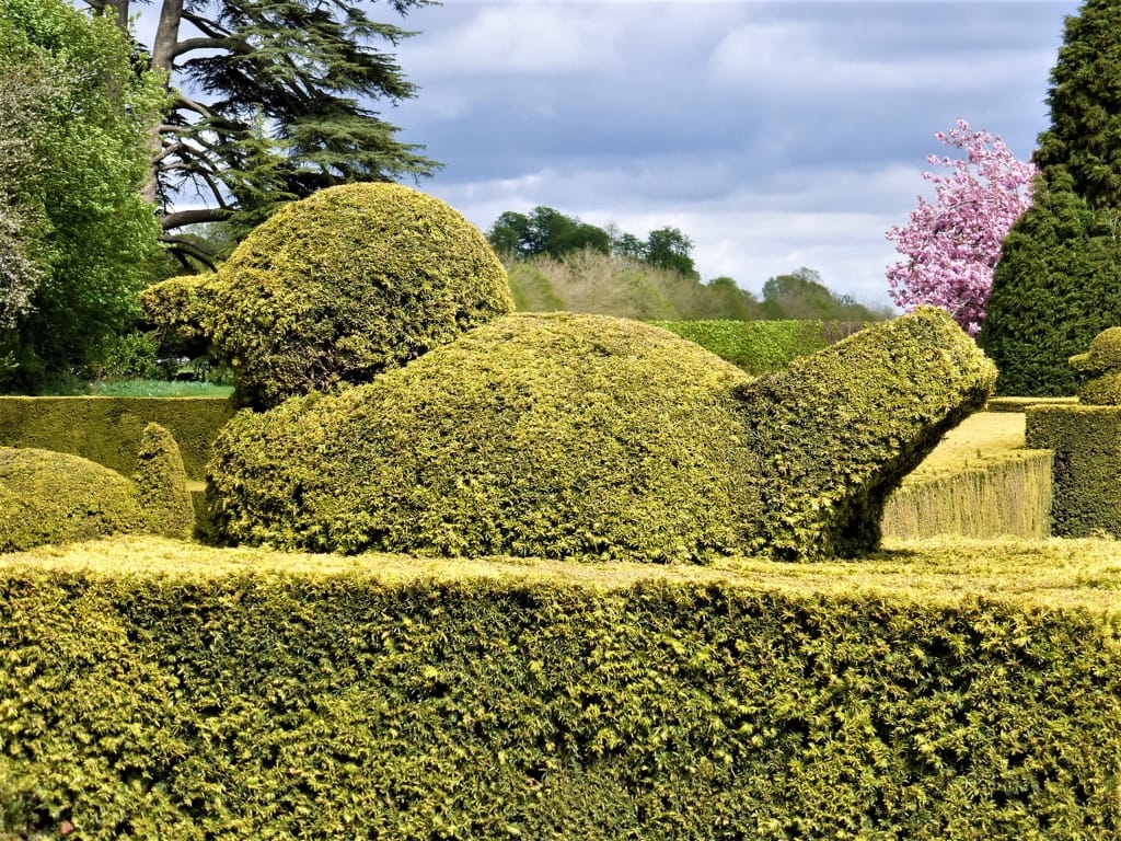 Tess Paterson - Chatsworth topiary