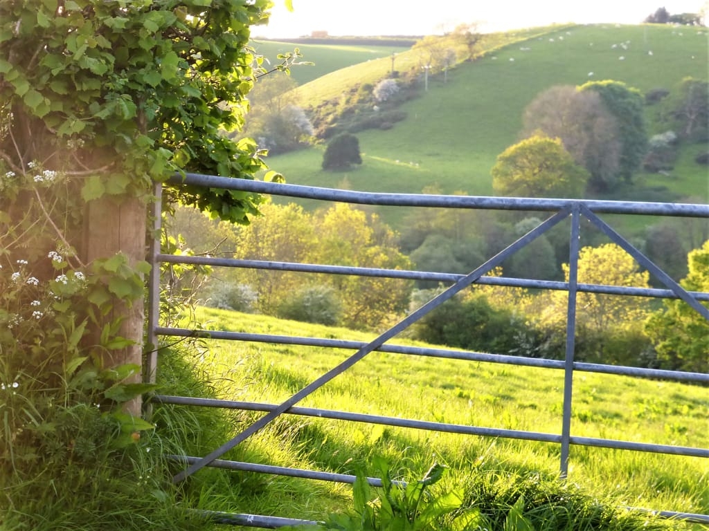 Tess Paterson - English field