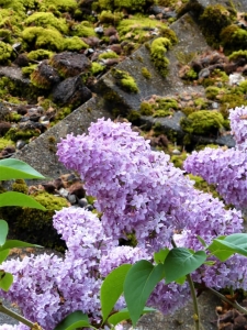 Tess Paterson - Lilac